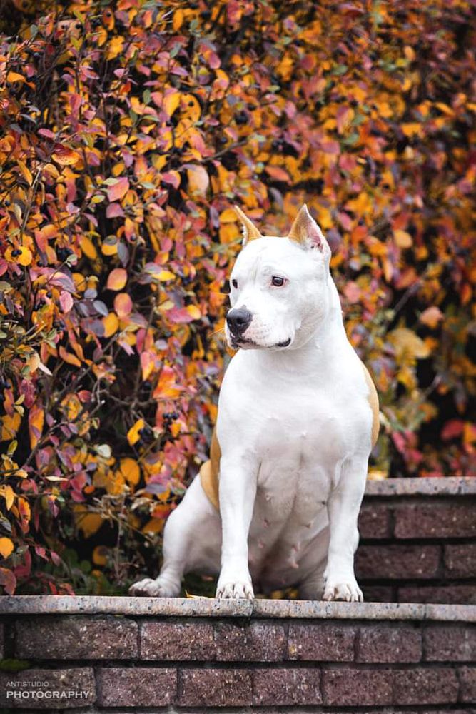 SEVERNAYA ZHEMCHIZHINA ORNELA | American Staffordshire Terrier 