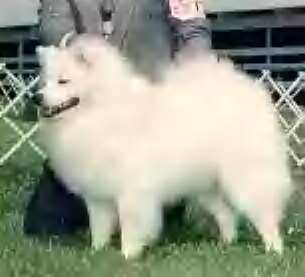 Lucky's Here Comes Trouble | American Eskimo Dog 