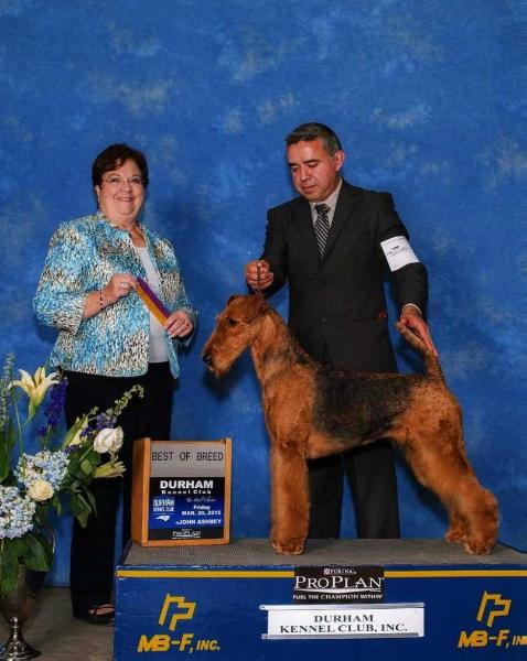 Lynaire Sea Of Love | Airedale Terrier 