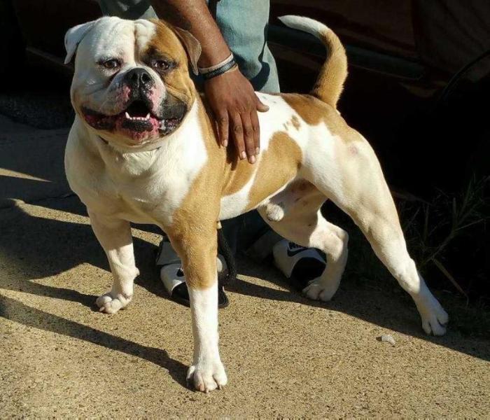 LOST BLOODLINE'S AMERICAN DREAM | American Bulldog 