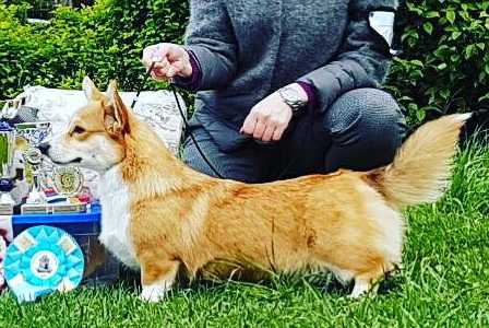 Hailait's Kora | Pembroke Welsh Corgi 