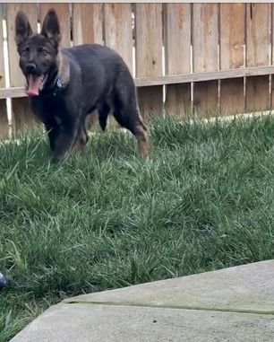 Eddie Vom Slekira | German Shepherd Dog 