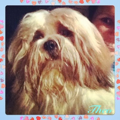 Chatong´S Theodor | Lhasa Apso 