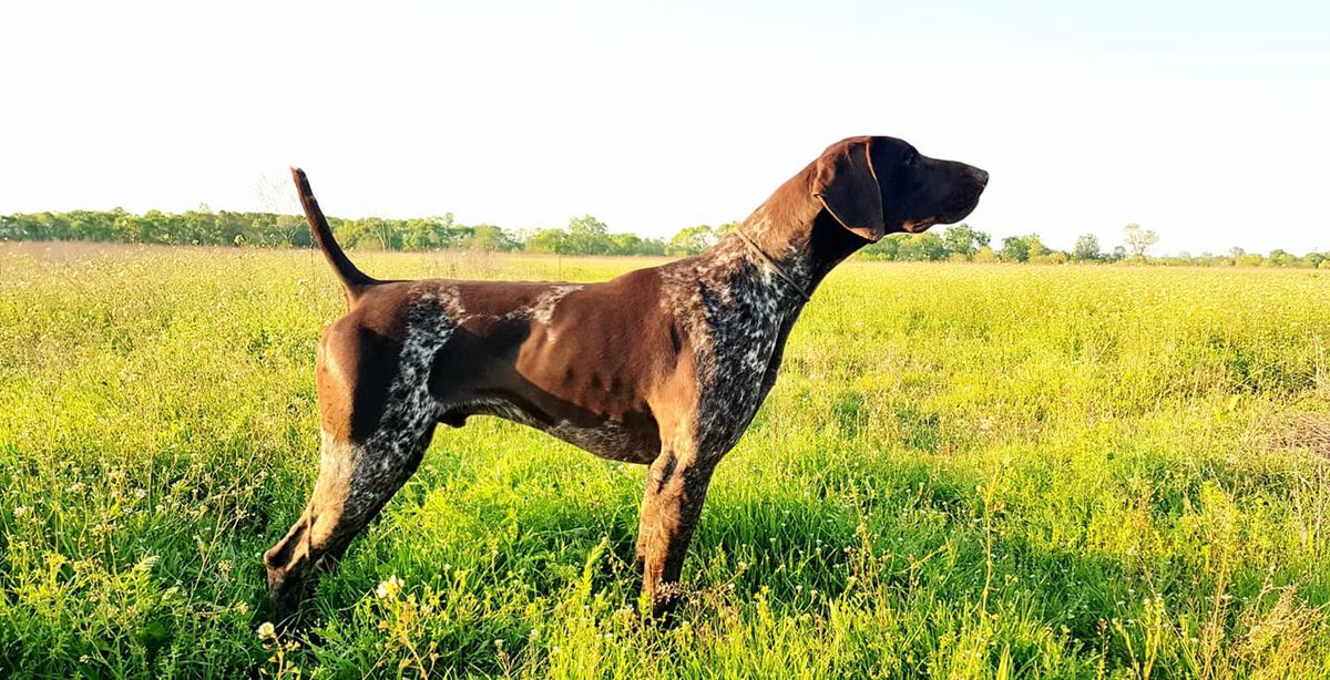 Anubis del Traki | German Shorthaired Pointer 