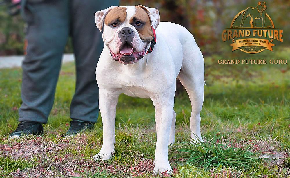 Grand Future Guru | American Bulldog 