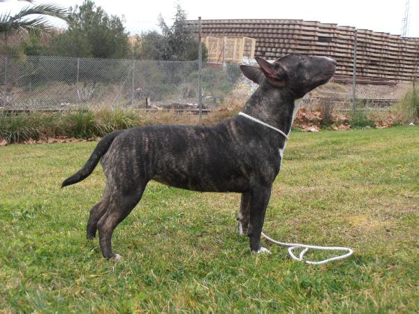 Fama D´Yobrebull | Miniature Bull Terrier 