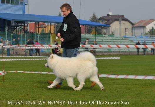 MILKY GUSTAV HONEY The Glow of the Snowy Star | Samoyed 