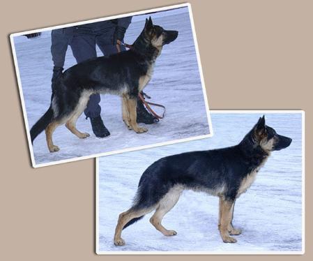 Brigadens Ymer | German Shepherd Dog 
