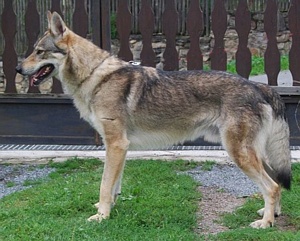 Enor Malý Bysterec | Czechoslovakian Wolfdog 