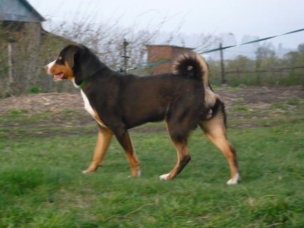 Hunter du Domaine de la Tourbiere | Appenzeller Sennenhunde 