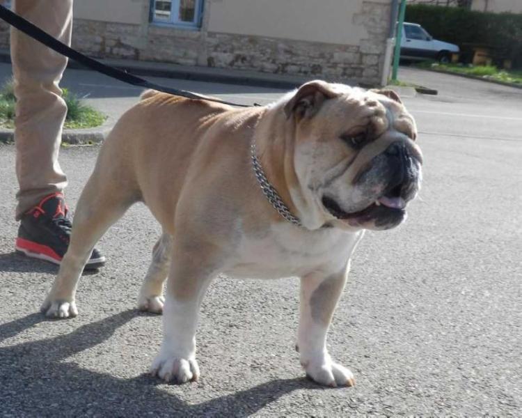 Fitzgerald | Olde English Bulldogge 