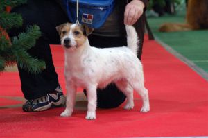 Liable lacey of jack'S paradise | Jack Russell Terrier 