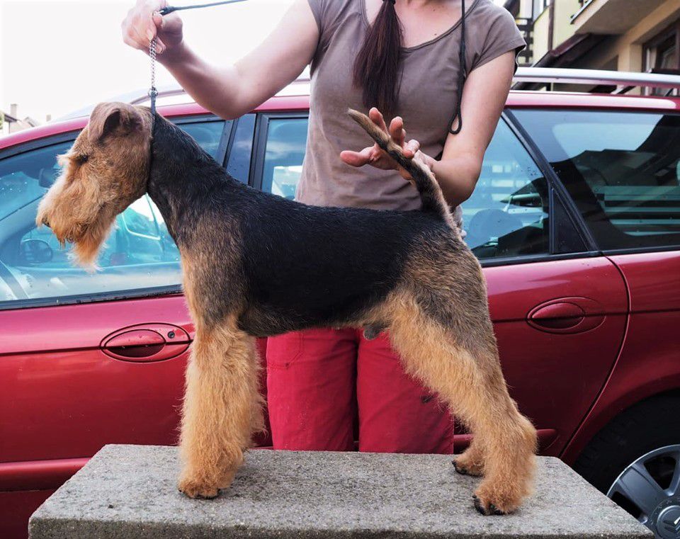 Percival od Guvernéra | Welsh Terrier 