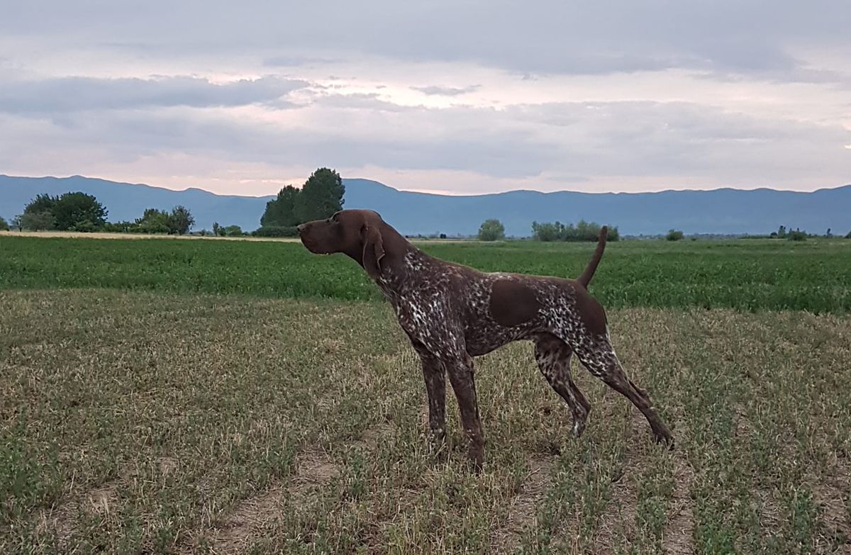 Vento del Traki | German Shorthaired Pointer 