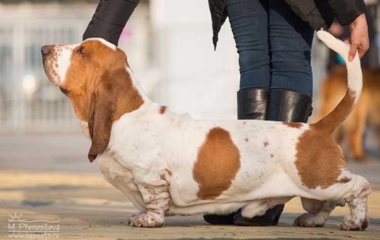 Thorin Lady Barnett's | Basset Hound 