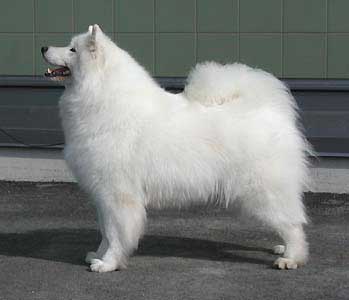 De Villaodon Makarena | Samoyed 