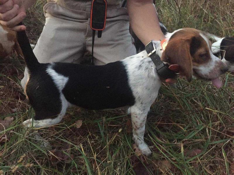 McDowell's Mulberry Bailey | Beagle 