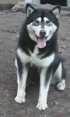 Aluk's Gather The Clan | Alaskan Malamute 