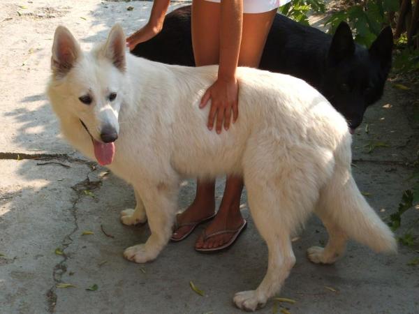 Aliz von Taks (Kennel vom Mozers Schafer) | White Swiss Shepherd Dog 