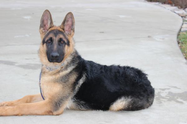 Topline's Phate von owens | German Shepherd Dog 