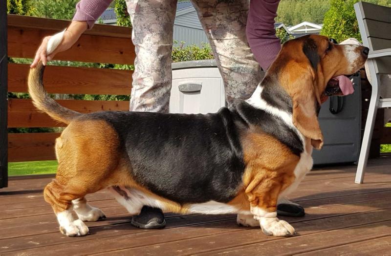 Myrpytten's Bjoernstjerne | Basset Hound 