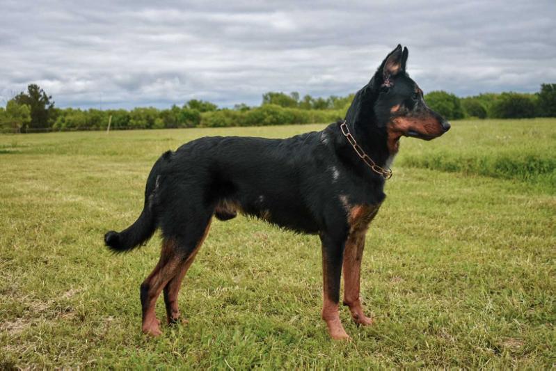 Orion Argente du Vaillant Feu | Beauceron 