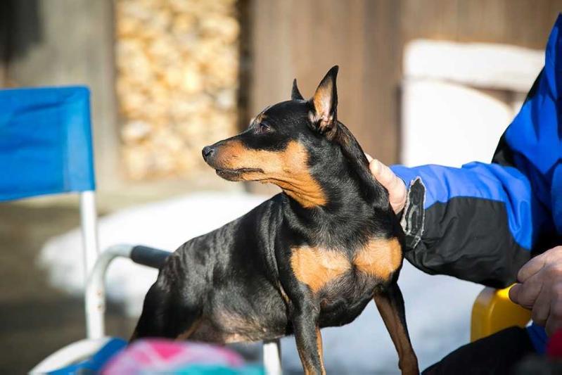 Lazurnya Zvezda Plenitelnogo Schastia | Miniature Pinscher 