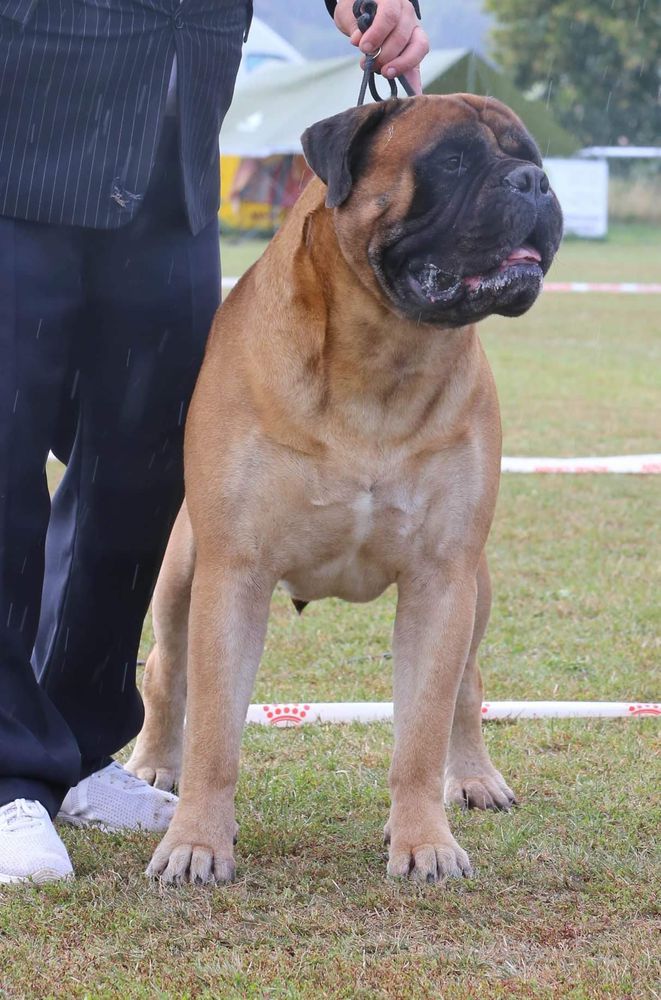 CASA ALTO CRISTELO STORM GUARDIANI WINDSOR | Bullmastiff 