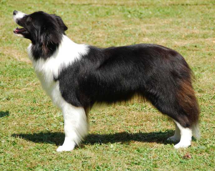 Moulen Rouge From Borders Paradise | Border Collie 