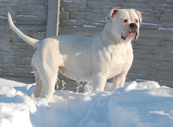 WHITE ANGEL STELLA FOR VENTURESOME | American Bulldog 