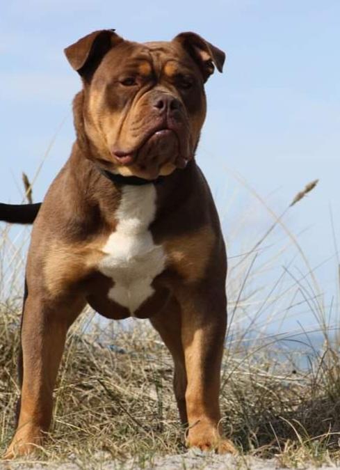 Bullforce Dragon | Olde English Bulldogge 