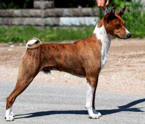 Arcane From Black Manor | Basenji 