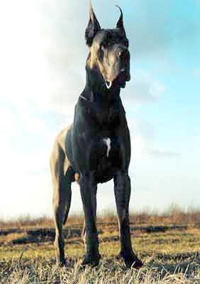 Rossinu Margarejro de la Cour Fortier | Great Dane 