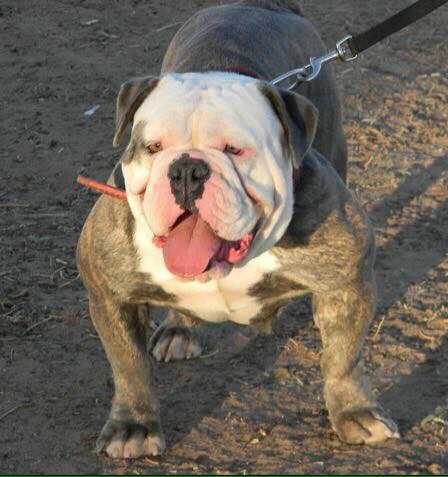 SanCity's Fara | Olde English Bulldogge 