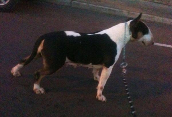 Majestic Dark Angel | Bull Terrier 