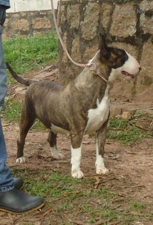 ANABRUM MIKSCHE BULL SURI | Bull Terrier 