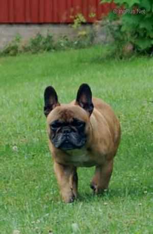 NESTOR IZ RUSSKOI SKAZKI | French Bulldog 