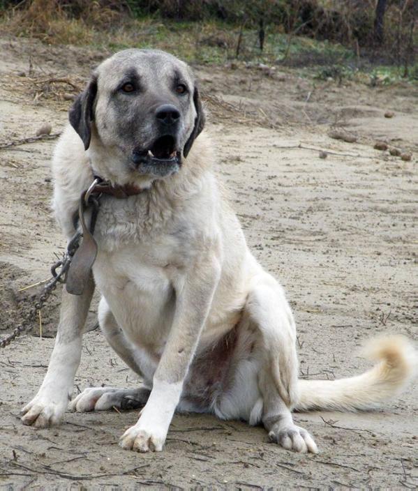 Kira | Kangal 