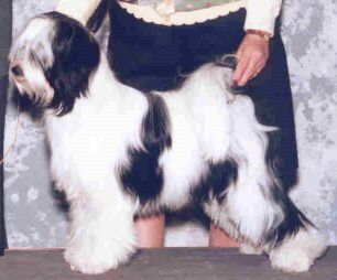 KIMIK'S TO-JO KENNY G | Tibetan Terrier 