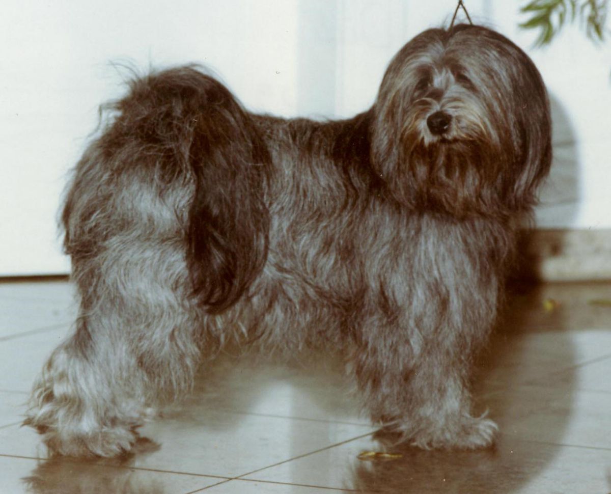 TARAGIRI DIDI | Tibetan Terrier 