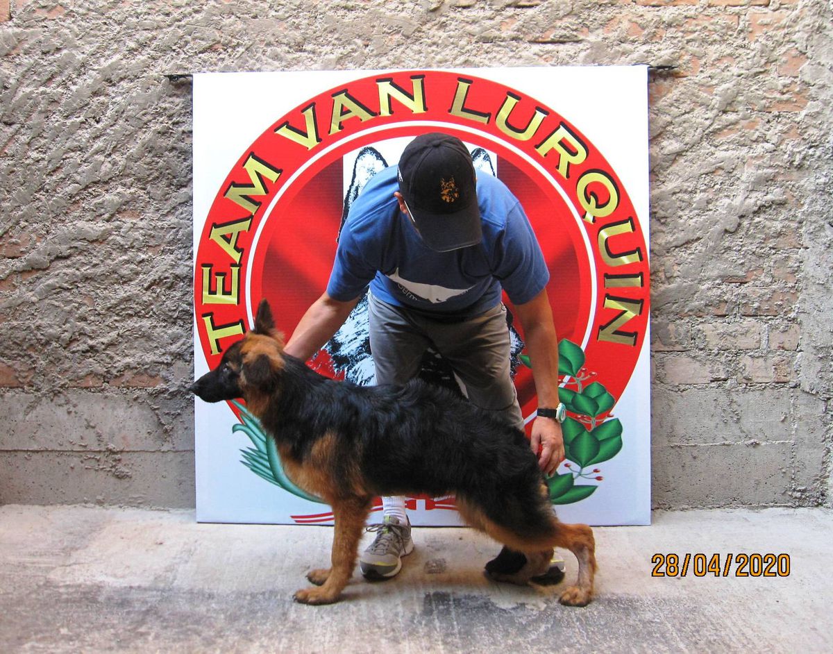 Dibsy Van Lurquin | German Shepherd Dog 