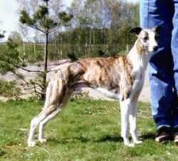 Nevedith X RAY | Whippet 
