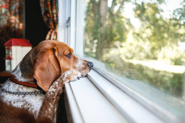 American English Coonhound