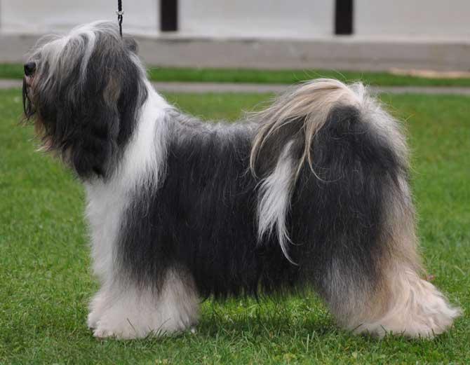 KARUNA LAMLEH LEGS-SMON | Tibetan Terrier 