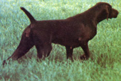 Sally de la Haille au Loup | German Shorthaired Pointer 