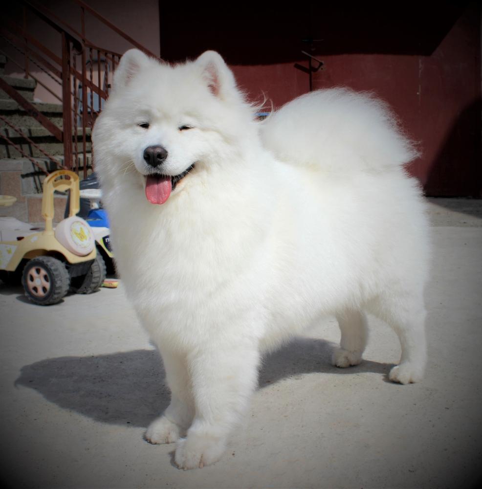 Diva Zhasya from Kel'bin treasure-house | Samoyed 