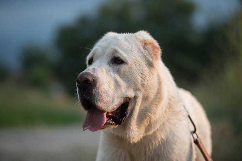 ?? ??? Anania | Central Asian Shepherd Dog 