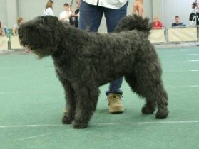 Bibi Cheryline v.d. Kuststrook | Bouvier des Flandres 