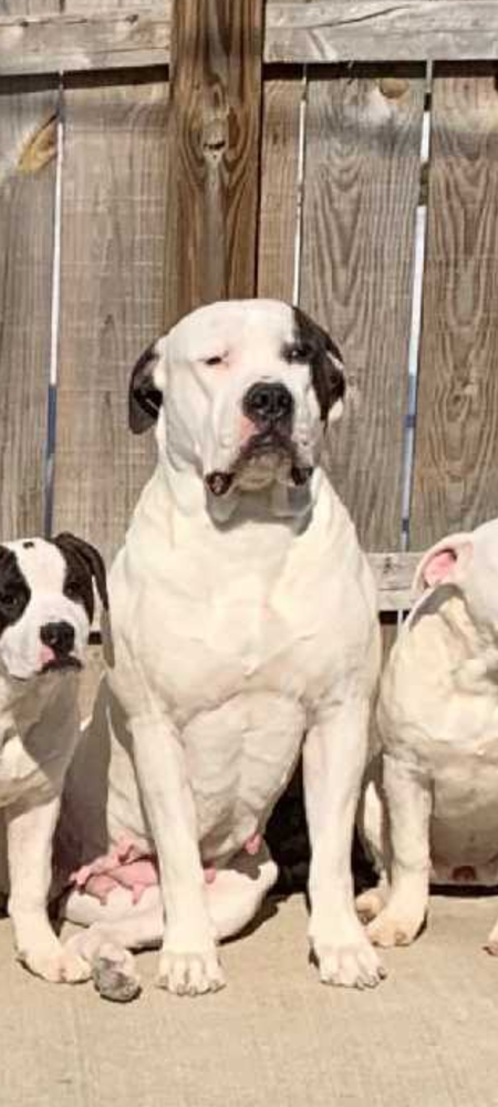 SPARTAN'S MOLLY WOP | American Bulldog 