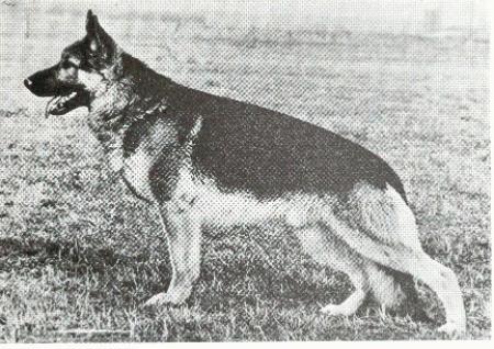 Fussel von der Modauquelle | German Shepherd Dog 